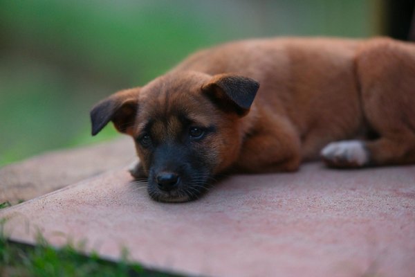 What Are the Key Health Benefits of a Balanced Diet in the UK?